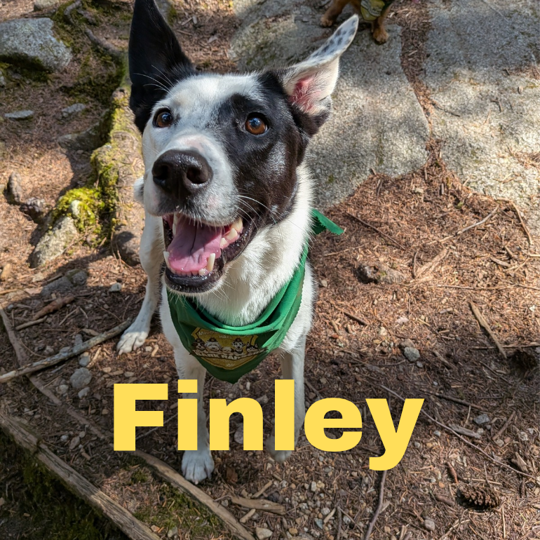 Fin Bark Ranger dog from North Vancouver