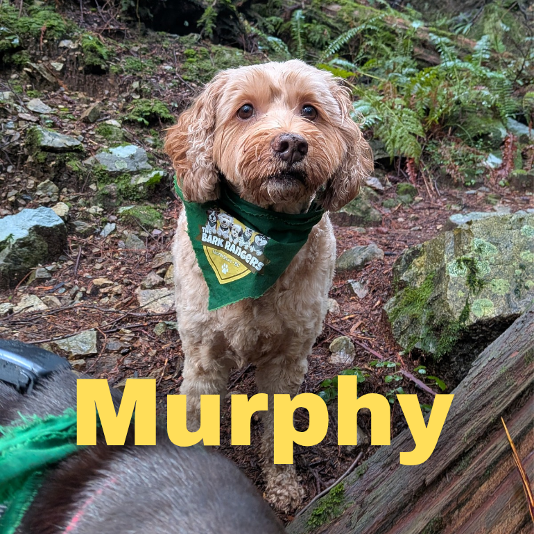 Muprhy