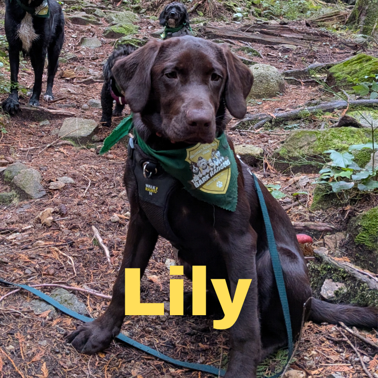 Puppy Lily